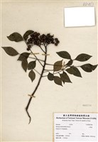 藏品(山黃皮)的圖片